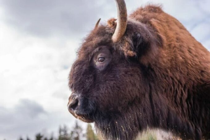 Yellowstone & Grand Tetons: 4-Day/3-Night Wildlife Adventure - Exploring Grand Teton National Park
