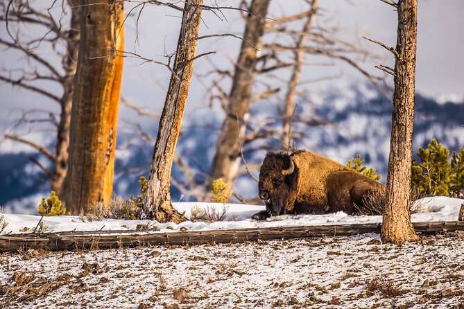 Yellowstone: Hot Springs, Geysers, Mudpots & Waterfalls + Lunch! - Meeting and Pickup