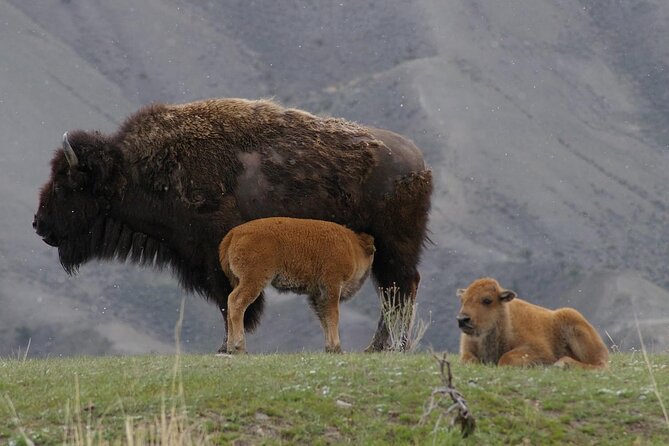Yellowstone: Hot Springs, Geysers, Mudpots & Waterfalls + Lunch! - Yellowstone National Park