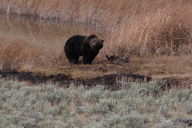 Yellowstone Lower Loop Full-Day Tour - Personal Experiences