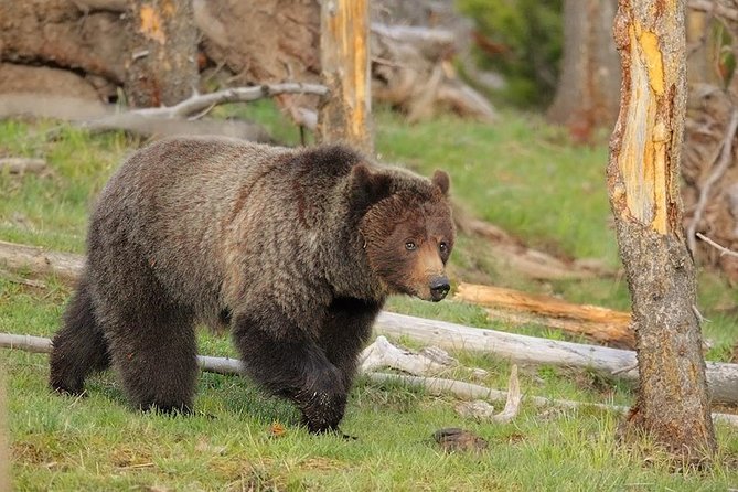 Yellowstone Lower Loop Guided Tour From Cody, Wyoming - Experience the Grand Prismatic Spring