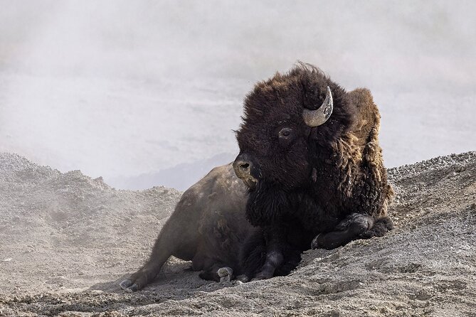 Yellowstone Lower Loop Guided Tour From Cody, Wyoming - Marvel at the Grand Canyon of Yellowstone