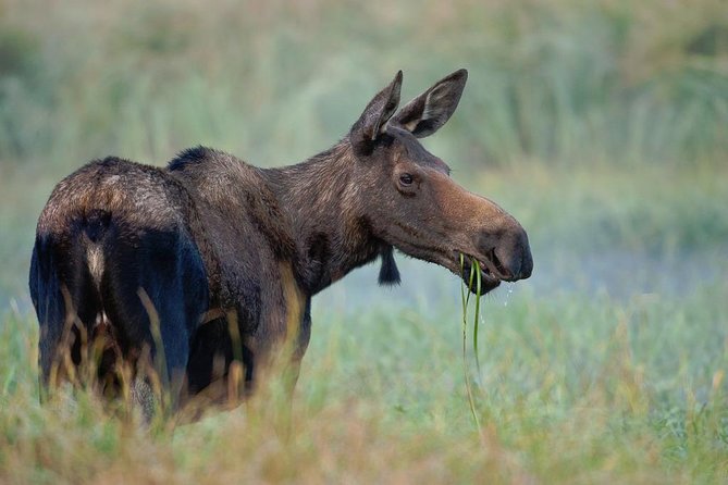 Yellowstone Lower Loop Guided Tour From Cody, Wyoming - Spot Wildlife in Hayden Valley