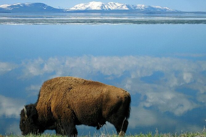 Yellowstone Lower Loop VIP Full-Day Private Tour With Lunch - Pickup and Meeting Information