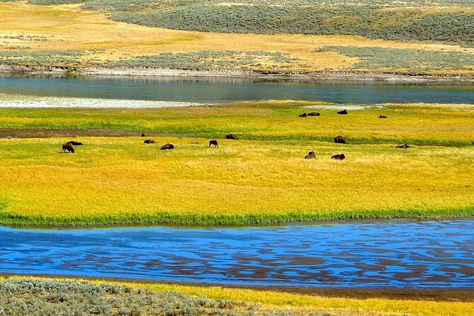 Yellowstone Lower Loop VIP Full-Day Private Tour With Lunch - Additional Information