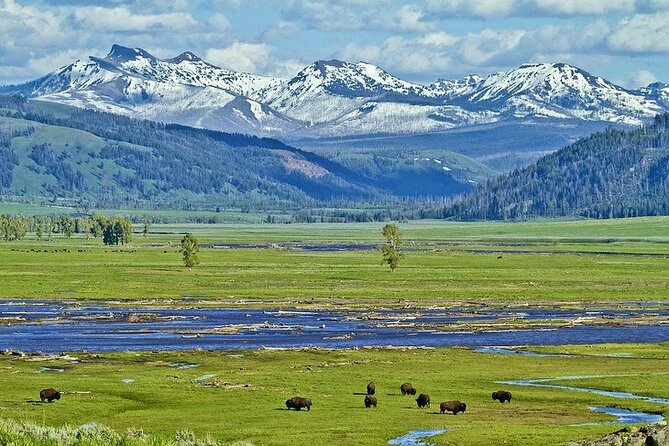 Yellowstone Lower Loop VIP Full-Day Private Tour With Lunch - Guided Adventure With Experts