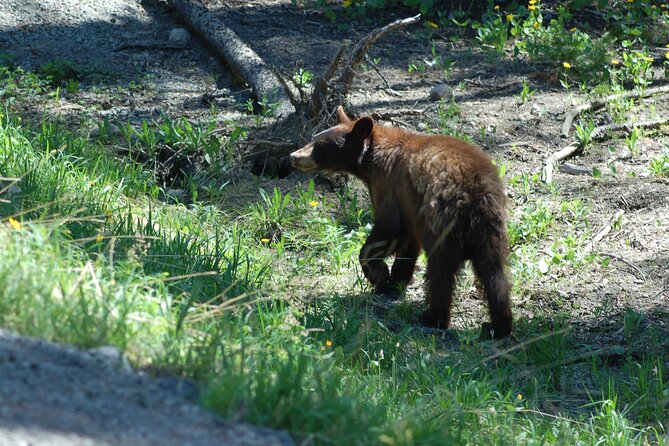 Yellowstone Lower (Southern) Loop Tour - Reviews and Feedback