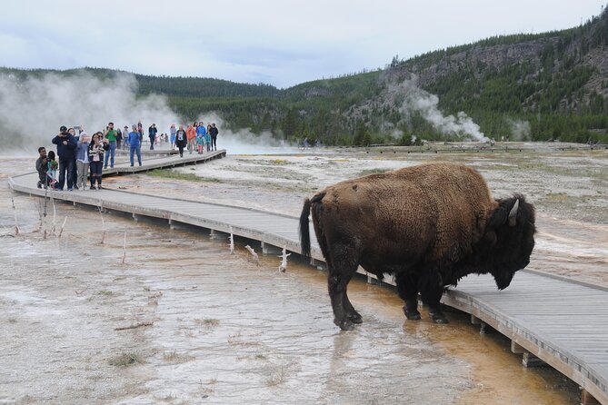Yellowstone Lower (Southern) Loop Tour - Booking Information