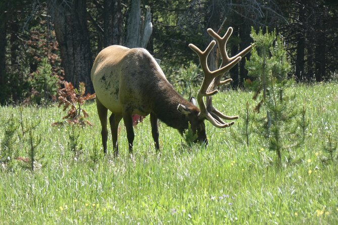 Yellowstone Lower (Southern) Loop Tour - Frequently Asked Questions