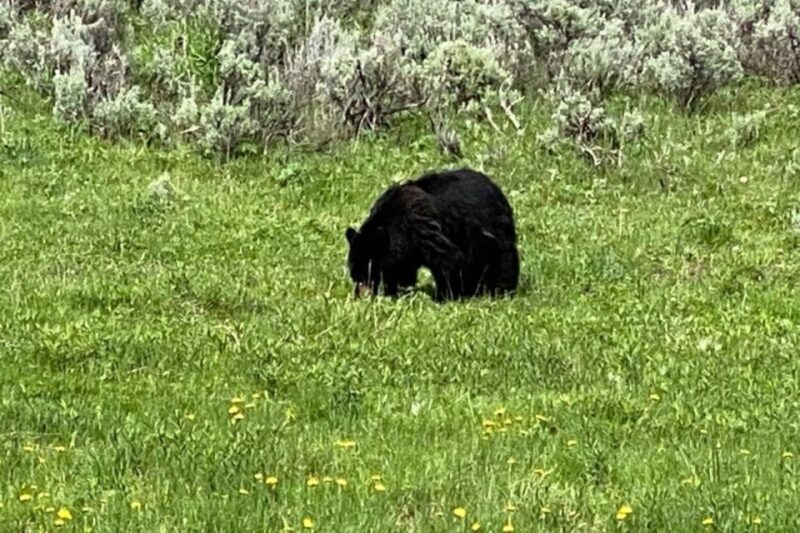 Yellowstone, MT: Lower Loop Private Tour - Included Services