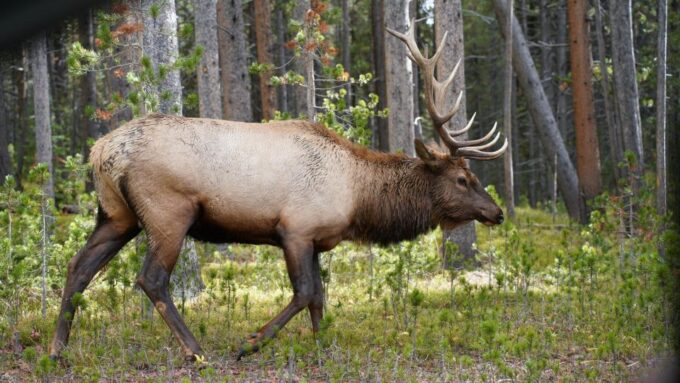 Yellowstone, MT: Lower Loop Private Tour - Wildlife Encounters