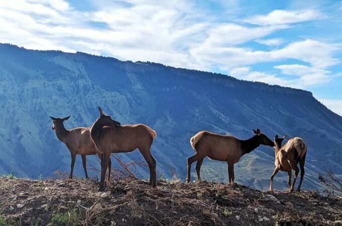 Yellowstone, MT: Lower Loop Private Tour - Customizable Schedule