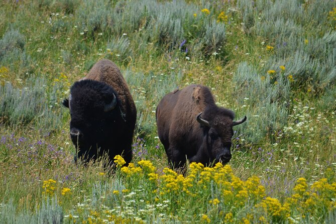 Yellowstone National Park 2 Day Tour Upper and Lower Loop - Lodging Information