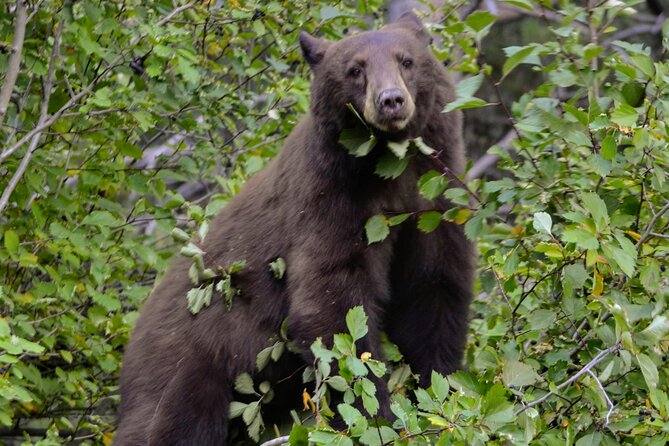 Yellowstone National Park 2 Day Tour Upper and Lower Loop - Important Considerations