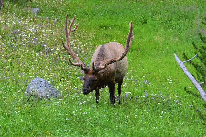 Yellowstone National Park 2 Day Tour Upper and Lower Loop - Frequently Asked Questions