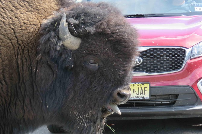Yellowstone National Park - Full-Day Lower Loop Tour From Jackson - Tour Logistics