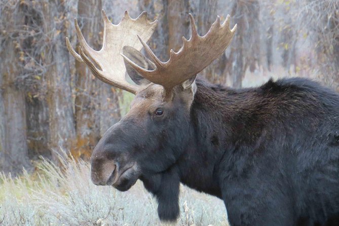 Yellowstone National Park - Full-Day Lower Loop Tour From Jackson - Traveler Reviews