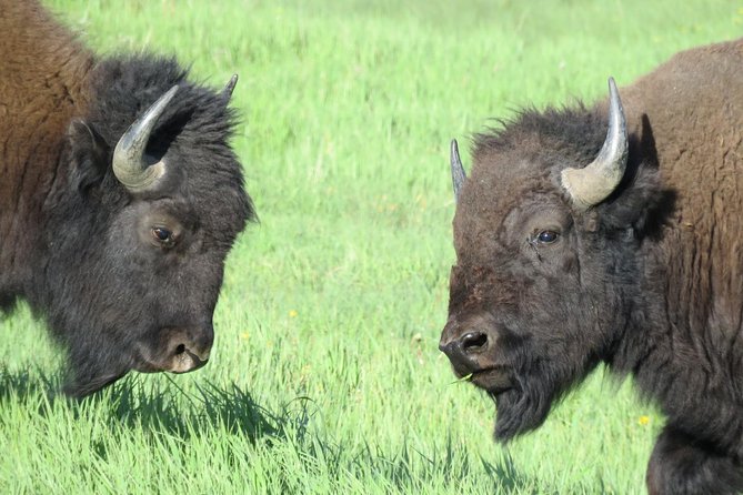 Yellowstone National Park - Full-Day Lower Loop Tour From West Yellowstone - Pickup and Meeting Details
