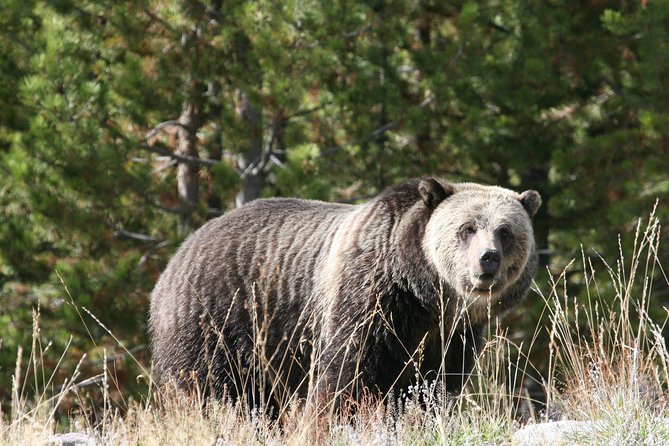 Yellowstone National Park - Full-Day Lower Loop Tour From West Yellowstone - Accessibility and Traveler Information