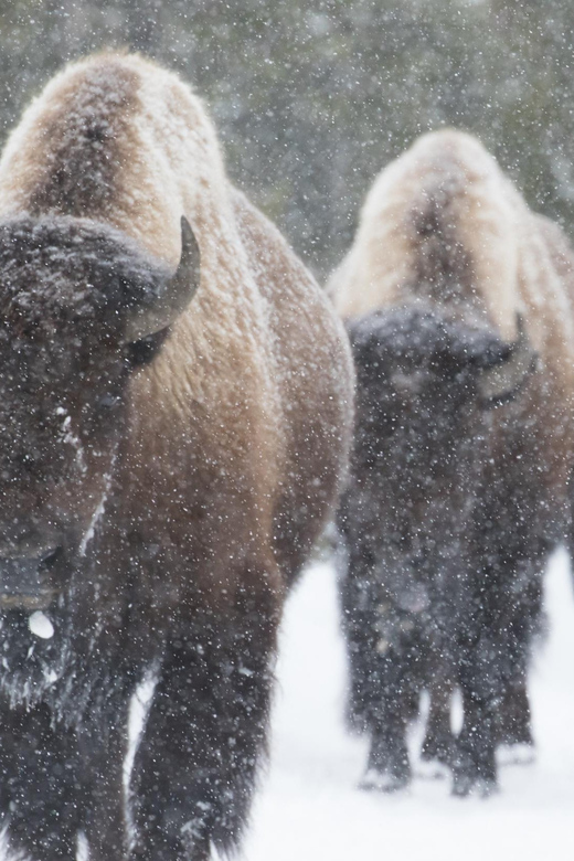 Yellowstone National Park: Group Tour - Tour Inclusions