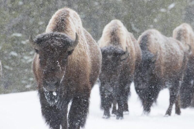 Yellowstone National Park: Group Tour - Tour Focus