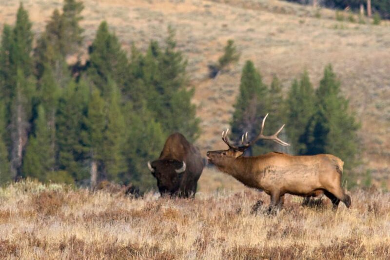 Yellowstone National Park: Group Tour - Booking Information