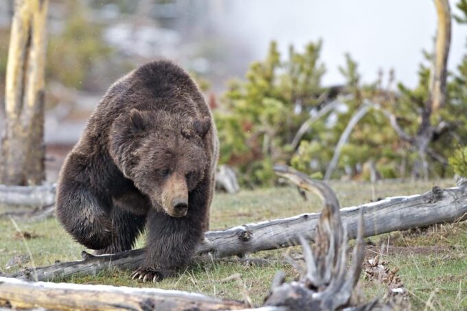 Yellowstone National Park: Group Tour - Exploring Geothermal Wonders