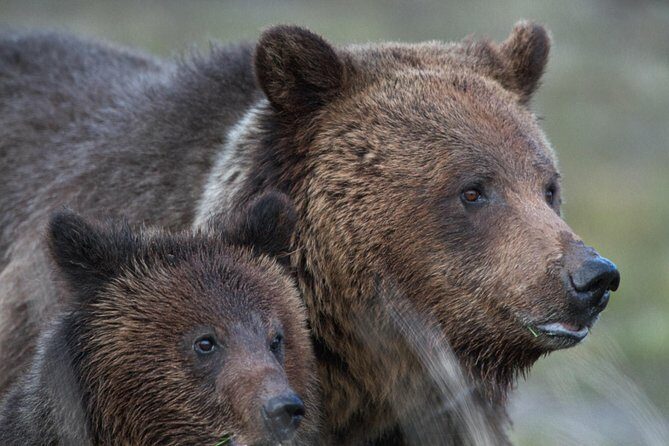 Yellowstone National Park Group Tour - Who Should Consider This Tour?