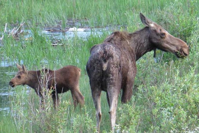 Yellowstone National Park - PRIVATE Full-Day Lower Loop Tour From Jackson Hole - Confirmation and Recommendations