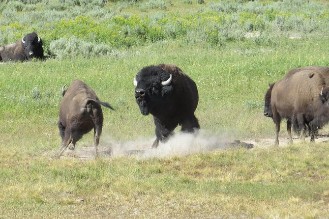Yellowstone National Park - PRIVATE Full-Day Lower Loop Tour From Jackson Hole - Exploring Old Faithful