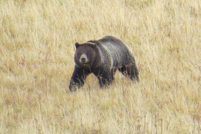 Yellowstone National Park - PRIVATE Full-Day Lower Loop Tour From Jackson Hole - Witnessing Breathtaking Scenery