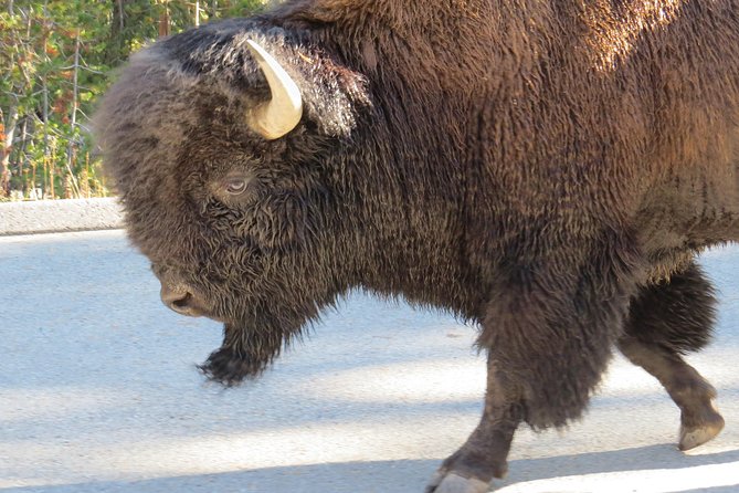 Yellowstone National Park - PRIVATE Full-Day Lower Loop Tour From W. Yellowstone - Accessibility and Participation