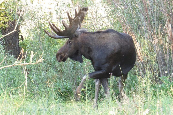 Yellowstone National Park - PRIVATE Full-Day Lower Loop Tour From W. Yellowstone - Reviews