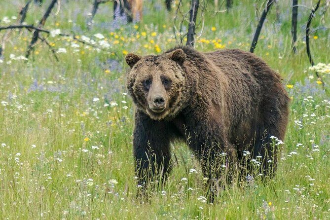 Yellowstone National Park Private Tour - Introduction