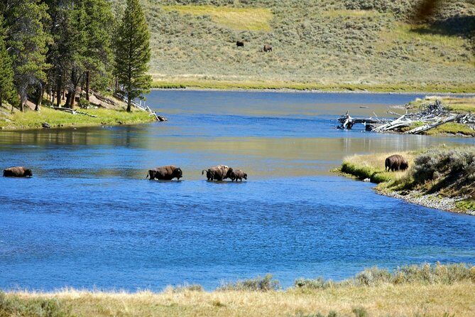 Yellowstone National Park Private Tour - An In-Depth Look at the Yellowstone Private Tour