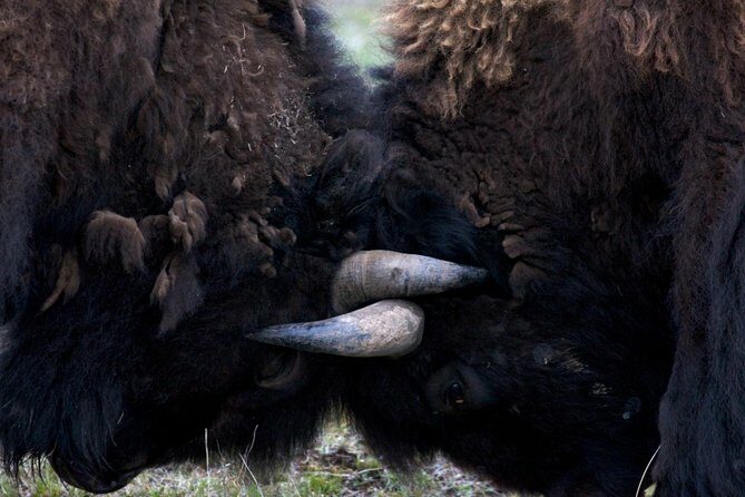 Yellowstone National Park Private Tour - Frequently Asked Questions