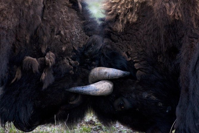 Yellowstone National Park Private Tour - Accessibility and Accommodations