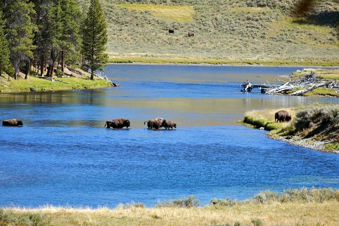 Yellowstone National Park Private Tour - Booking and Cancellation
