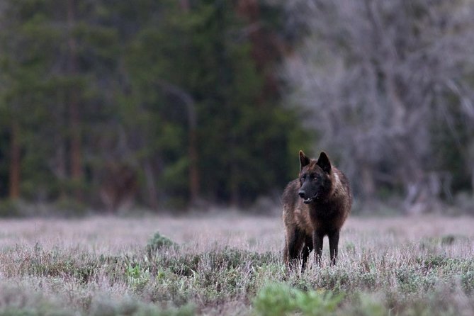 Yellowstone National Park Private Tour - Private Tour Experience