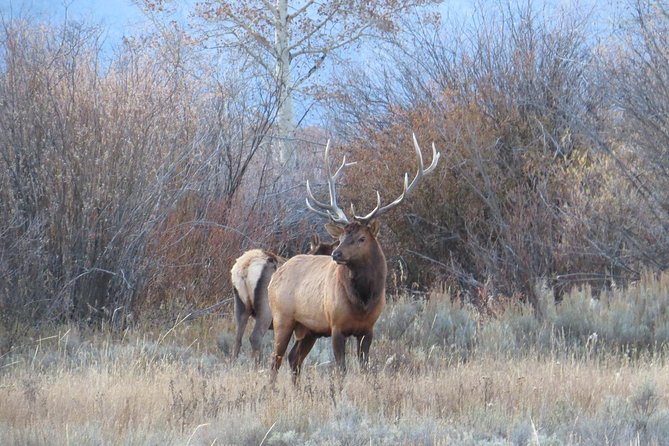 Yellowstone National Park - PRIVATE Upper Loop Tour From West Yellowstone - Pickup Information