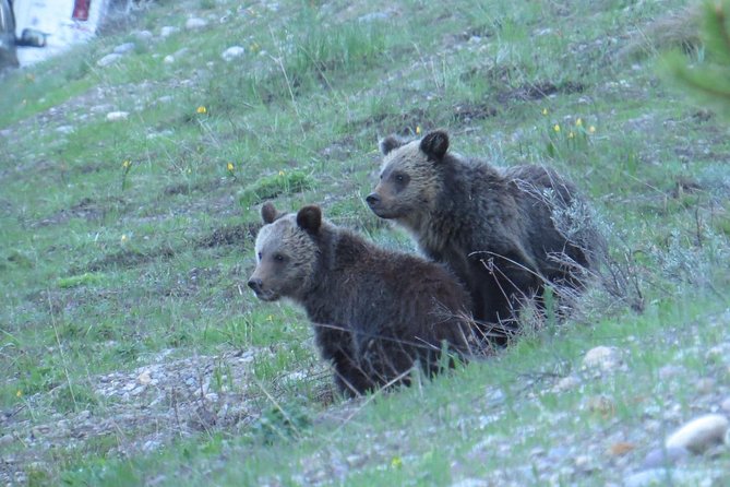 Yellowstone National Park - PRIVATE Upper Loop Tour From West Yellowstone - Accessibility