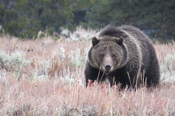 Yellowstone National Park - PRIVATE Upper Loop Tour From West Yellowstone - Highlights of the Tour