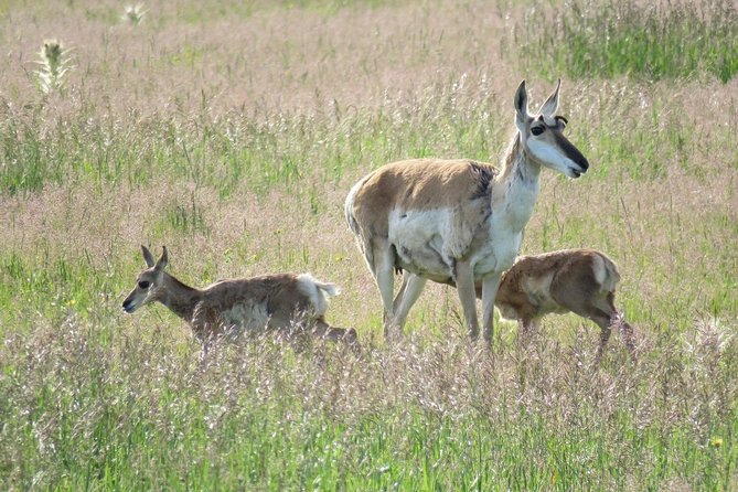 Yellowstone National Park - PRIVATE Upper Loop Tour From West Yellowstone - Safety Considerations