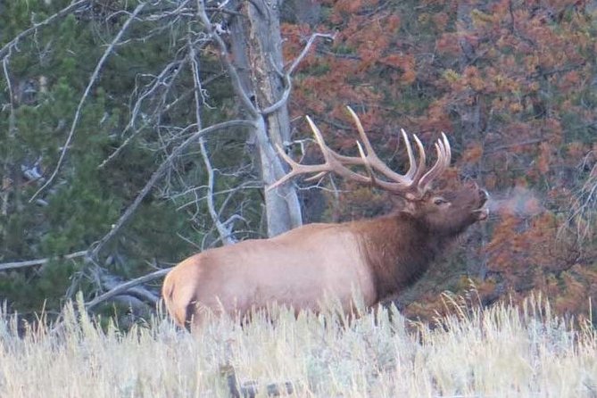 Yellowstone National Park - PRIVATE Upper Loop Tour From West Yellowstone - Booking and Cancellation