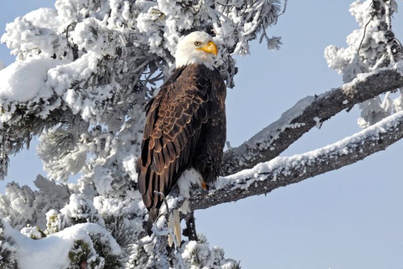 Yellowstone National Park: Self-Driving Audio Guided Tour - Features and Benefits