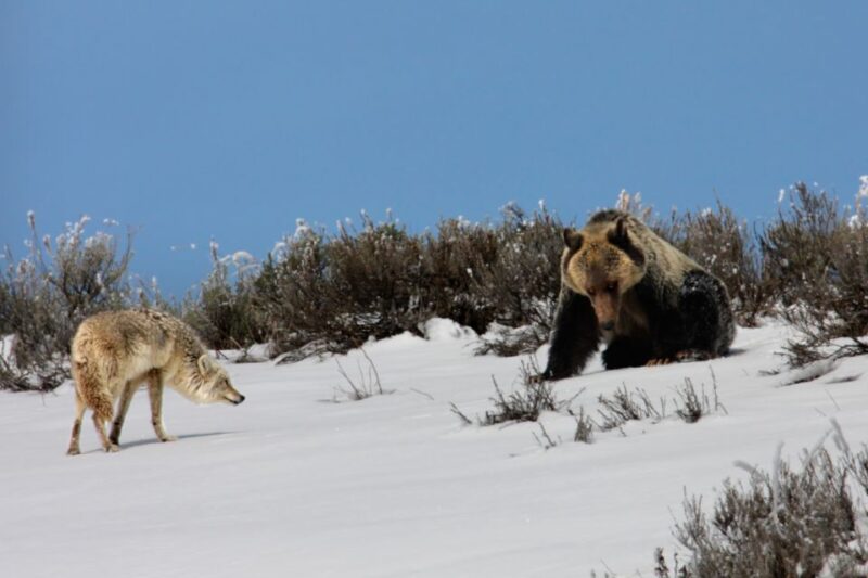 Yellowstone National Park: Self-Driving Audio Guided Tour - Cancellation Policy