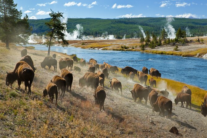 Yellowstone National Park Self-Guided Driving Audio Tour - Preparation Before the Tour