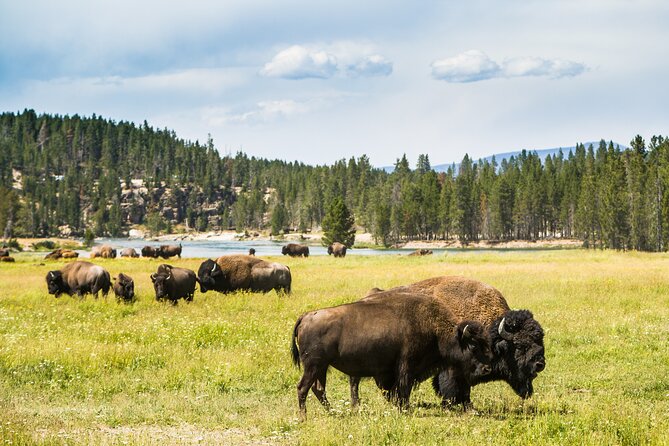 Yellowstone National Park Self-Guided Driving Audio Tour - Additional Resources and Support