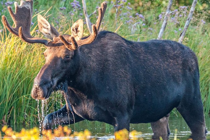 Yellowstone National Park Tour From Jackson Hole - Minimum Age and Accessibility