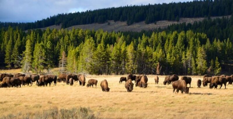 Yellowstone: Old Faithful, Waterfalls, and Wildlife Day Tour - Transportation and Amenities